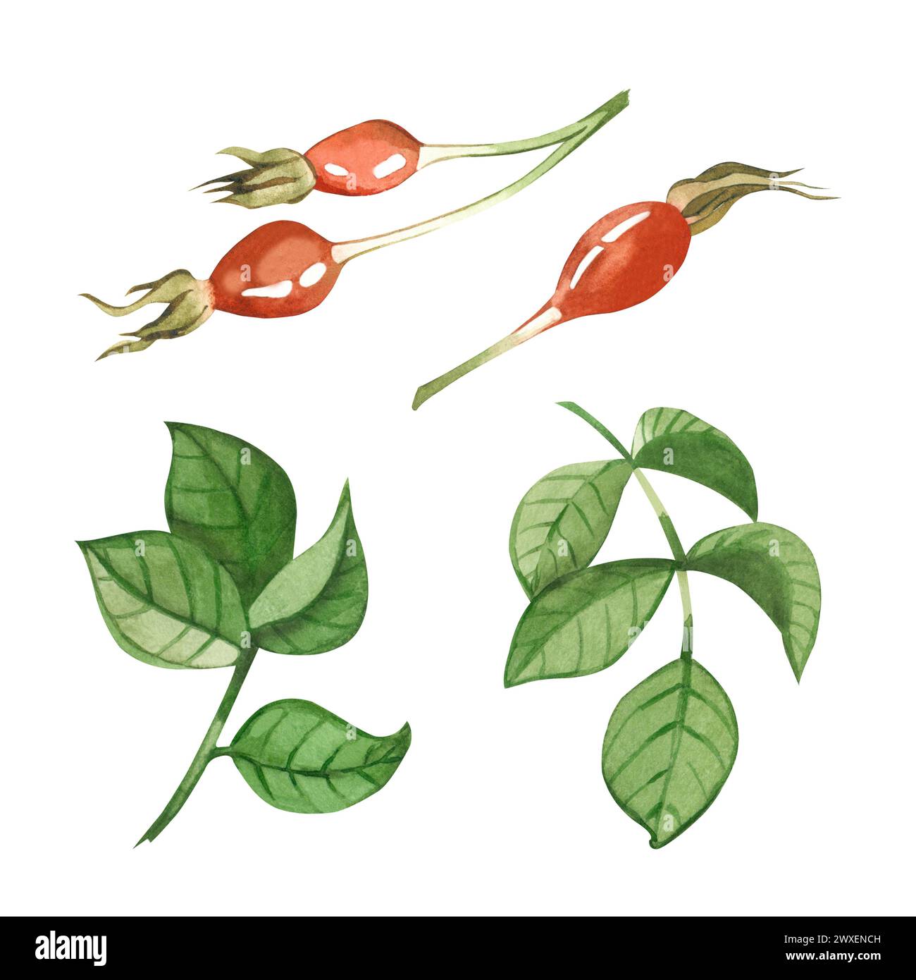Ensemble d'illustrations aquarelles. Hanches roses, feuilles de hanches roses, hanches roses rouges dessinées à la main à l'aquarelle sur fond blanc. Convient pour l'impression Banque D'Images