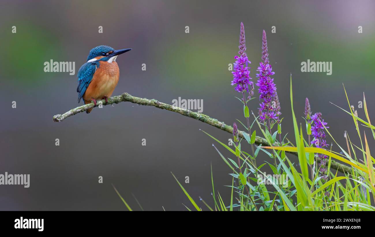 kingfisher commun (Alcedo atthis) indicateur de cours d'eau propres, oiseau juvénile, habitat, gemme volante, loosestrife pourpre commune (Lythrum Banque D'Images