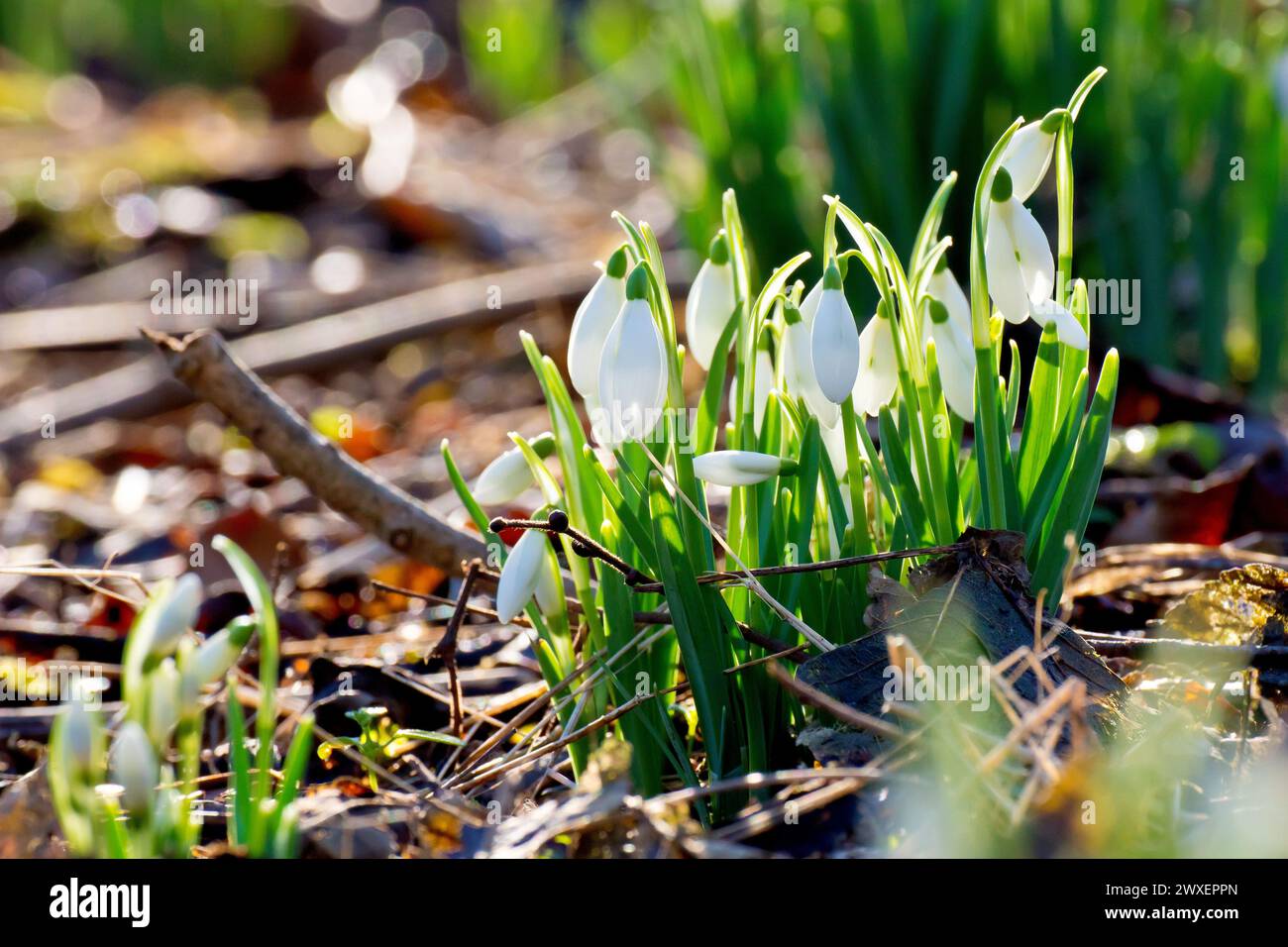 Chute de neige ou gouttes de neige (galanthus nivalis), gros plan d'une grappe de la plante de printemps commune poussant dans un cadre boisé, rétroéclairé par un soleil bas. Banque D'Images