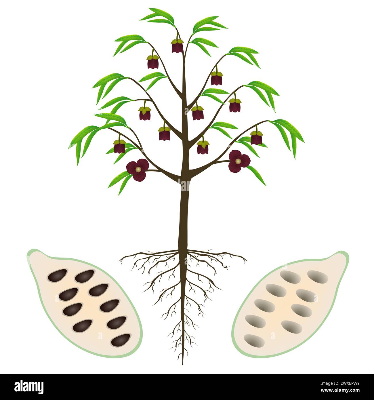 Asimina triloba L'arbre à fleurs pawpaw avec des fruits sur un fond blanc. Illustration de Vecteur