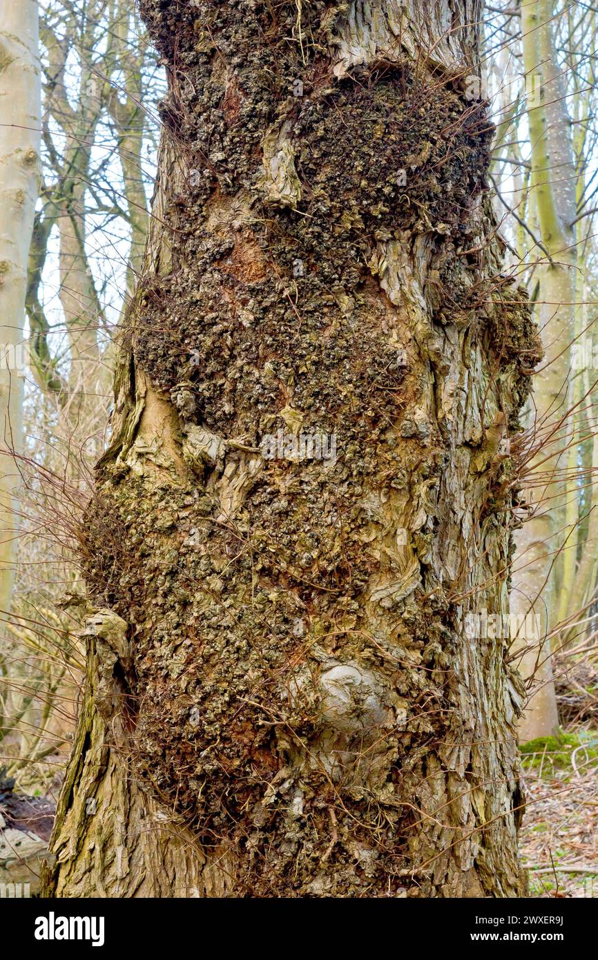 Wych Elm (ulmus glabra), gros plan montrant où l'arbre a réparé les dommages à son tronc en produisant une grande surface de bois de bavure. Banque D'Images