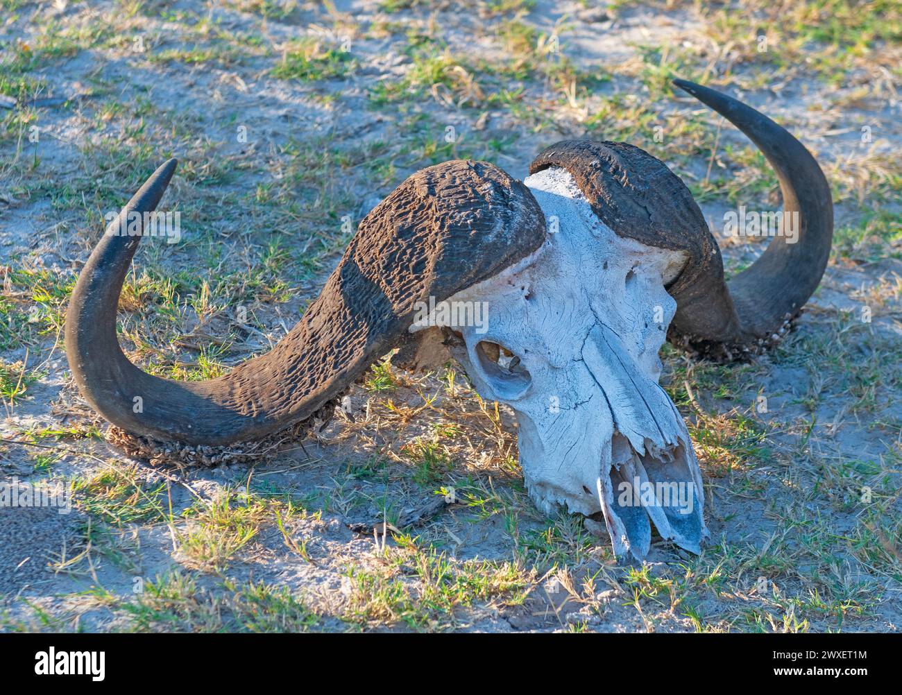 Cape Buffalo Skull dans le Veldt dans le delta de l'Okavango au Botswana Banque D'Images