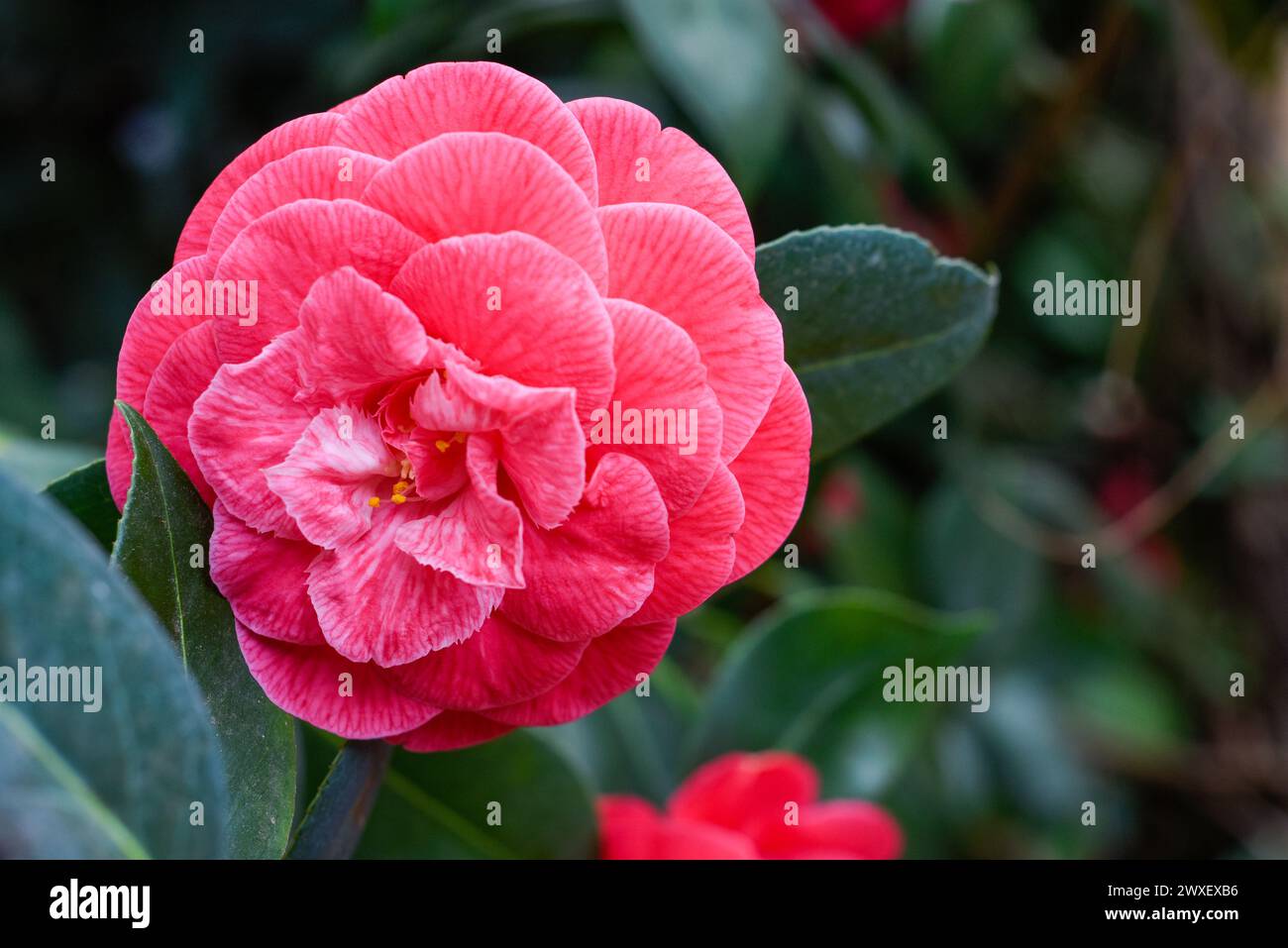 Une seule fleur rose pousse dans un parterre de fleurs de jardin Banque D'Images