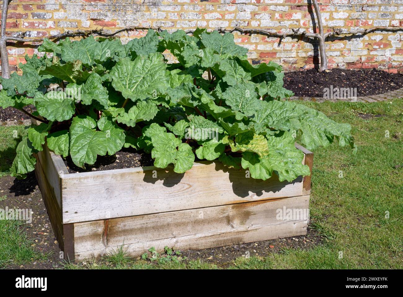 Rhubarbe cultivée à la maison dans un planteur surélevé sur l'allocation dans un jardin pour cultiver la nourriture de manière durable Banque D'Images