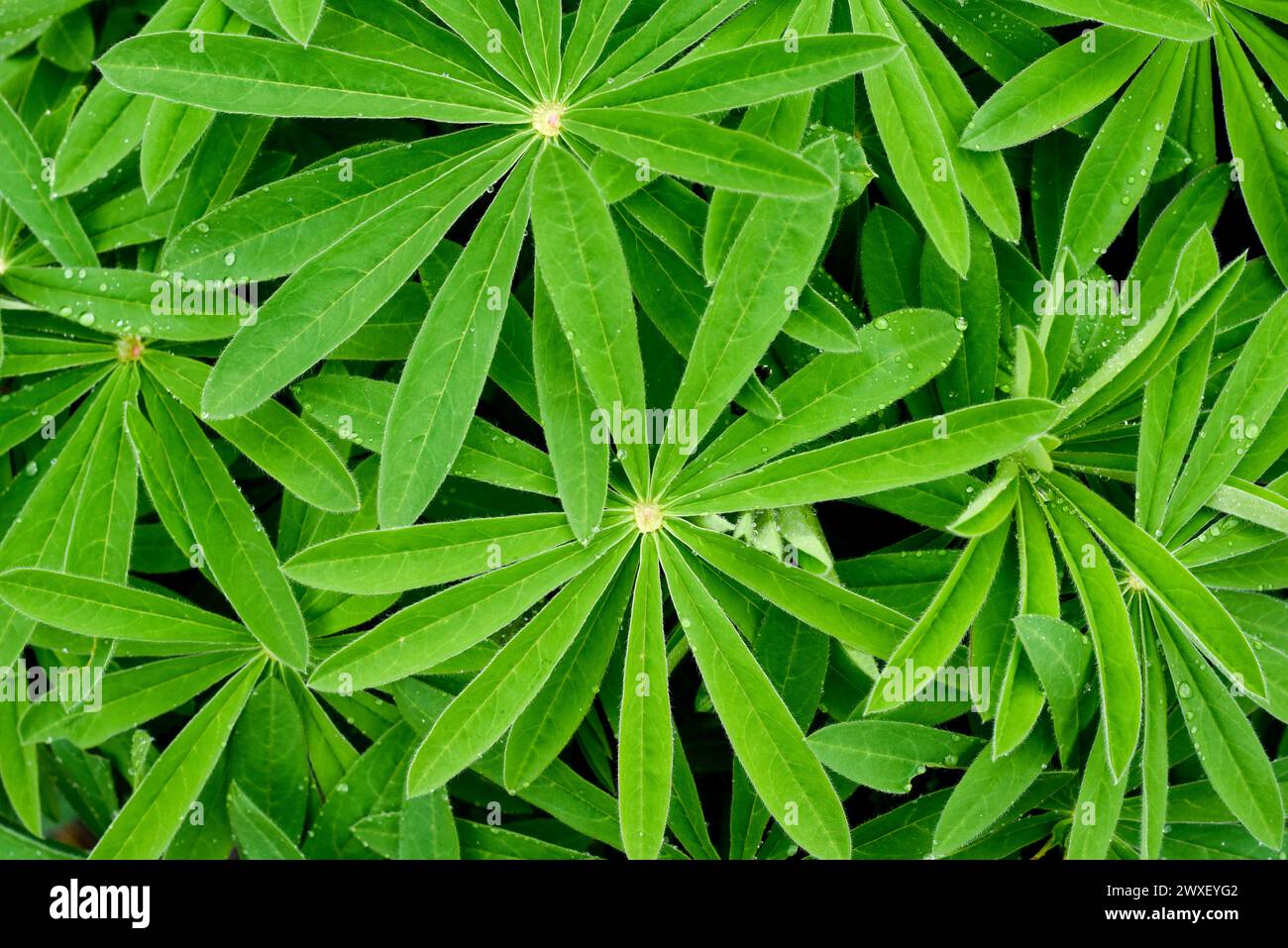Fond de feuille et de plante de feuilles de plantes vertes rapprochées de la tête Banque D'Images