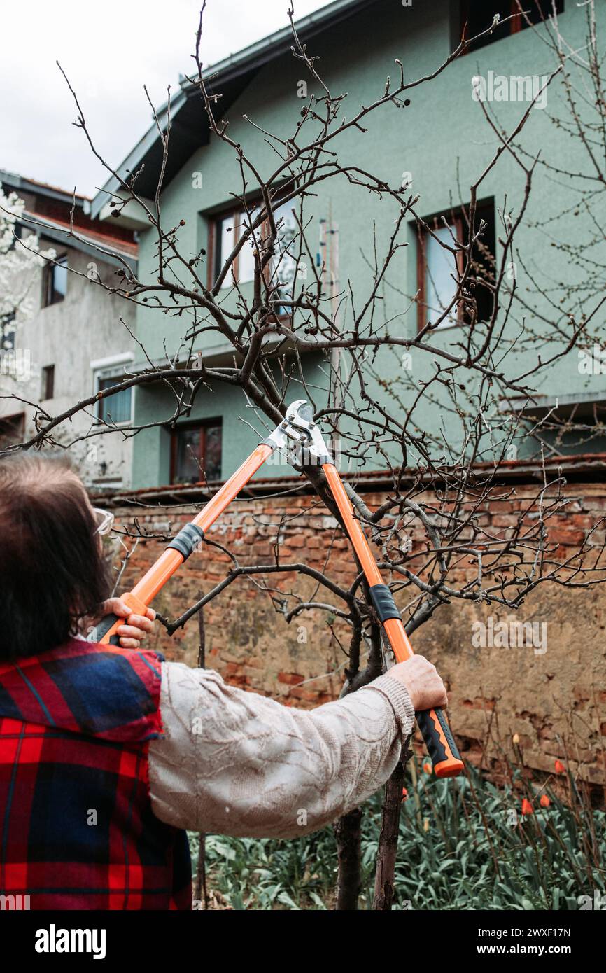 Femme âgée élaguant des branches de pomme. Heure du printemps Banque D'Images