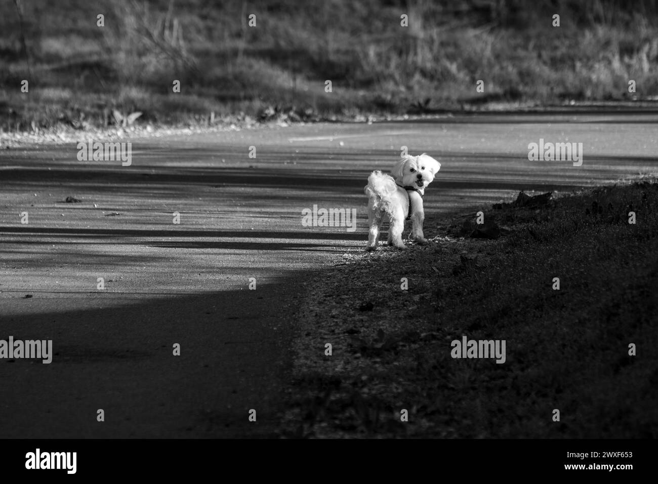 Élégance pure. Portrait d'un chien blanc dans le parc. Nature monochrome. Race mixte de chien. Banque D'Images