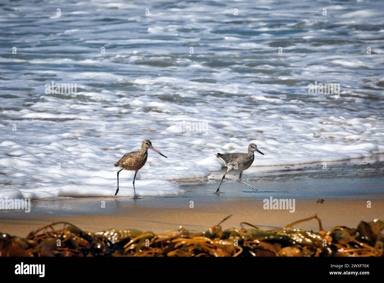 Deux oiseaux marchent sur le sable à Imperial Beach, en Californie. Banque D'Images