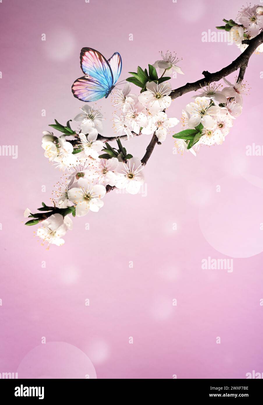 Fleurir l'arbre sur le fond de la nature avec le papillon. Fleurs de printemps. Arrière-plan du ressort. Concept flou. Banque D'Images