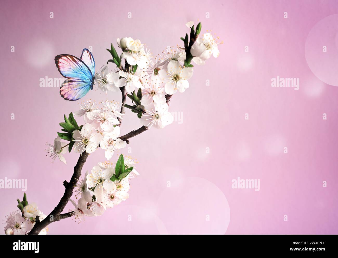 Fleurir l'arbre sur le fond de la nature avec le papillon. Fleurs de printemps. Arrière-plan du ressort. Concept flou. Banque D'Images