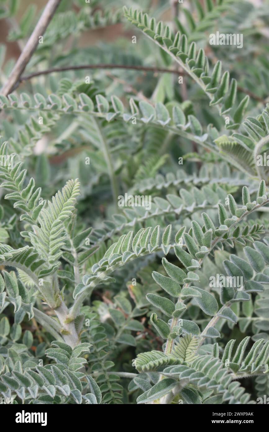 Astragalus Brauntonii, une herbe suffrutescente indigène présentant des folioles composées elliptiquement ovées pendant l'hiver dans les montagnes Santa Monica. Banque D'Images