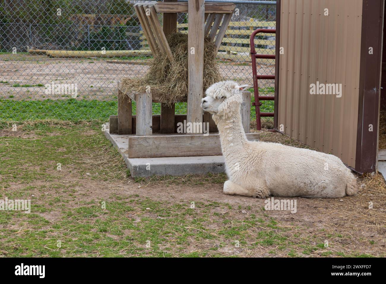 bébé lama dans une ferme de joueurs Banque D'Images