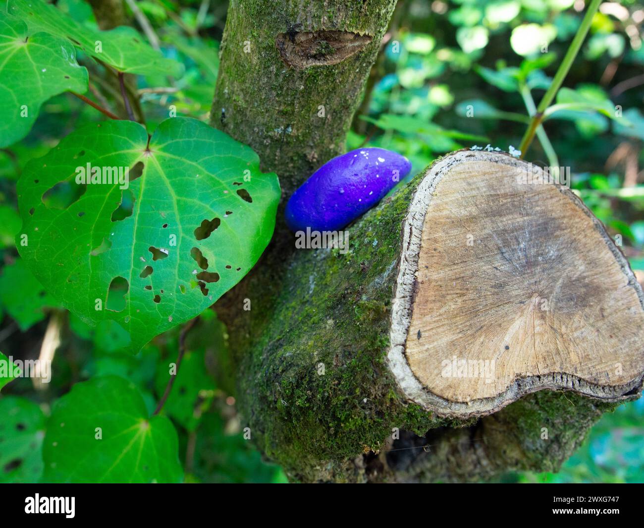 Rock coloré coincé dans Un Stump d'arbre Banque D'Images