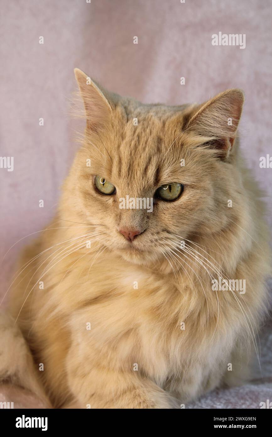 Portrait d'un chat tabby au gingembre à cheveux longs mignon Banque D'Images