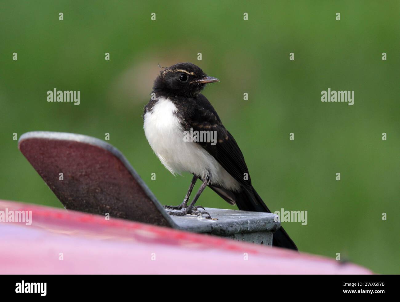 Portrait d'un oiseau à queue de vache sauvage sur un fond vert Banque D'Images