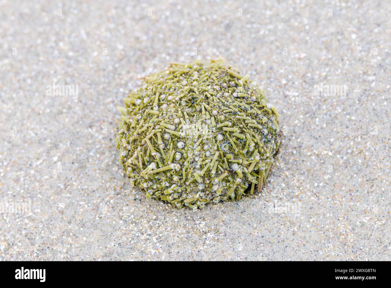 Photo macro d'un oursin vert ou d'un oursin du rivage, Psammechinus miliaris, avec des restes de colonne vertébrale couchés dans le sous-sol de sable marin, échoués sur le No Banque D'Images