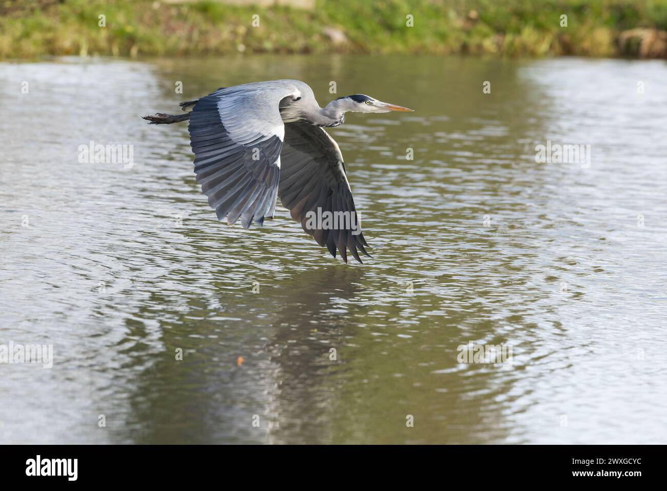 Heron gris [ Ardea cinerea ] volant bas au-dessus de l'étang Banque D'Images