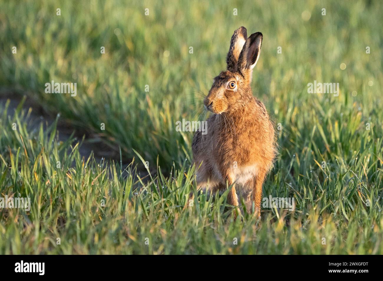 Stirling, Écosse, Royaume-Uni. 31 mars 2024. Météo britannique - un lièvre de pâques à Stirling après les pluies récentes crédit : Kay Roxby/Alamy Live News Banque D'Images