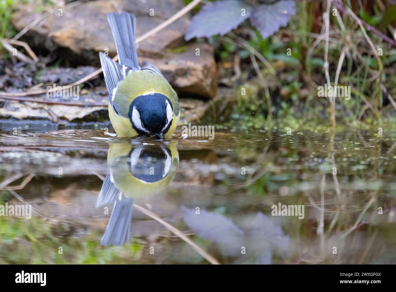 Great Tit (Parus major) Banque D'Images