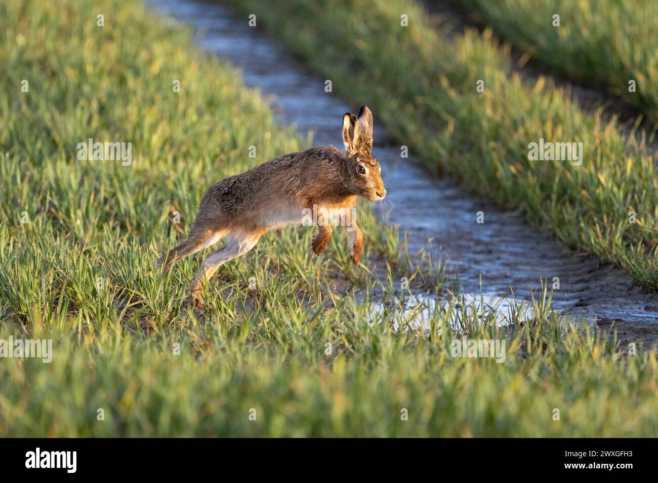 Stirling, Écosse, Royaume-Uni. 31 mars 2024. Météo britannique - un lièvre de pâques sautant sur des flaques boueuses dans un champ de Stirling après les pluies récentes crédit : Kay Roxby/Alamy Live News Banque D'Images