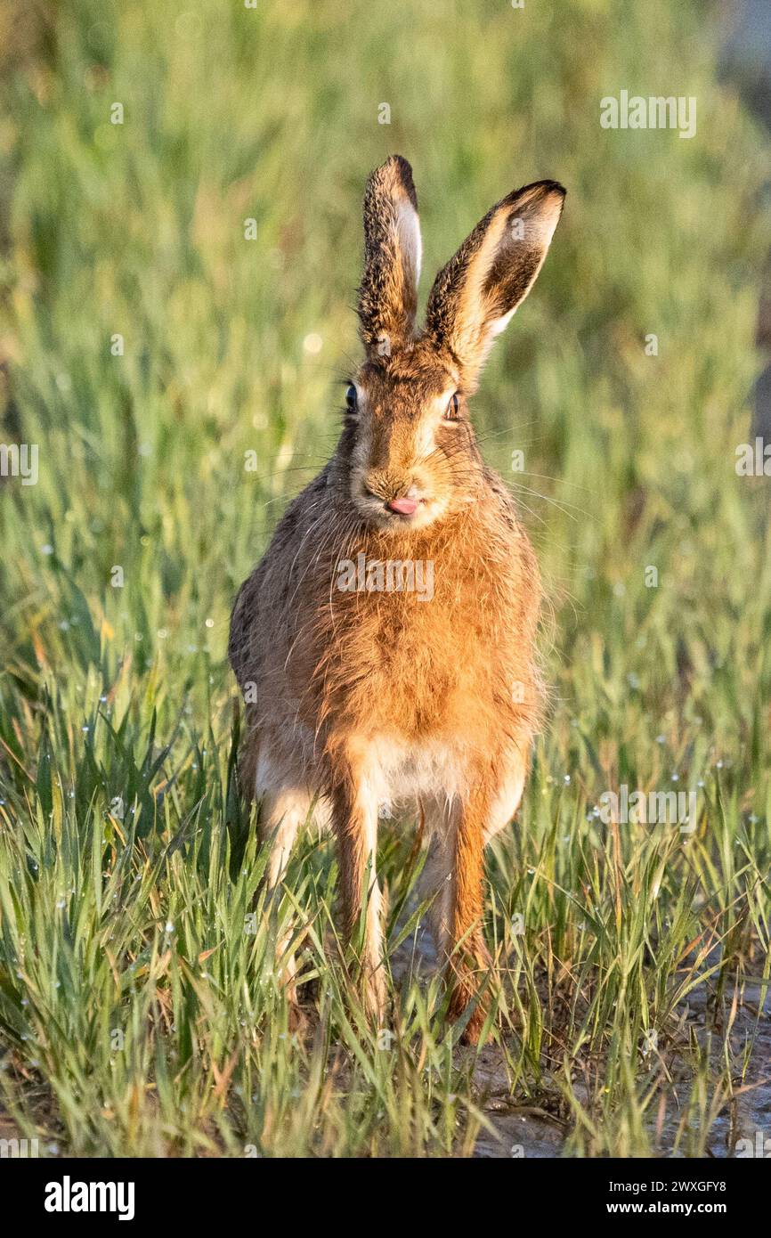 Stirling, Écosse, Royaume-Uni. 31 mars 2024. Météo britannique - un lièvre de pâques léchant ses lèvres dans un champ Stirling crédit : Kay Roxby/Alamy Live News Banque D'Images