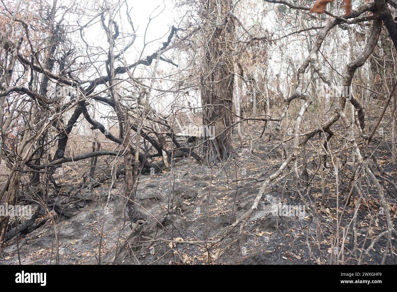 Plantes brûlées après un incendie de forêt, dommages à la nature Banque D'Images