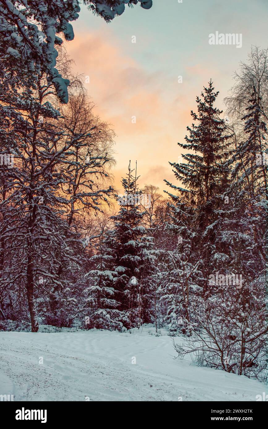 Regardez dans les bois de sapins enneigés lors de la randonnée de Pattack Falls. Highlands écossais Banque D'Images