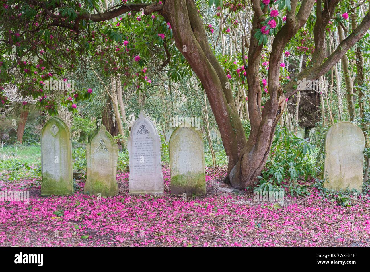 Rhododendron rose dans le vieux cimetière de Southampton Banque D'Images