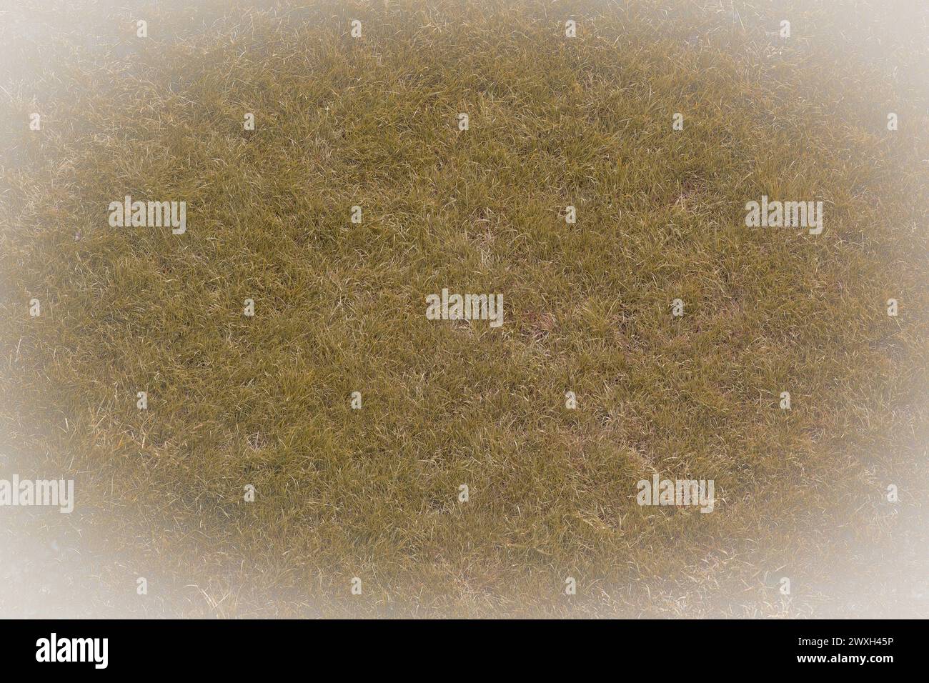 Jaunie vieille herbe surface naturelle pelouse abstraite texture de fond abstraite blanc vignette de conception abstraite. Banque D'Images
