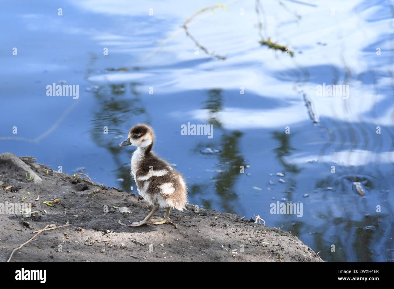 Egyptian Goose Gosling, Foots Cray Meadows, Sidcup, Kent, Royaume-Uni Banque D'Images