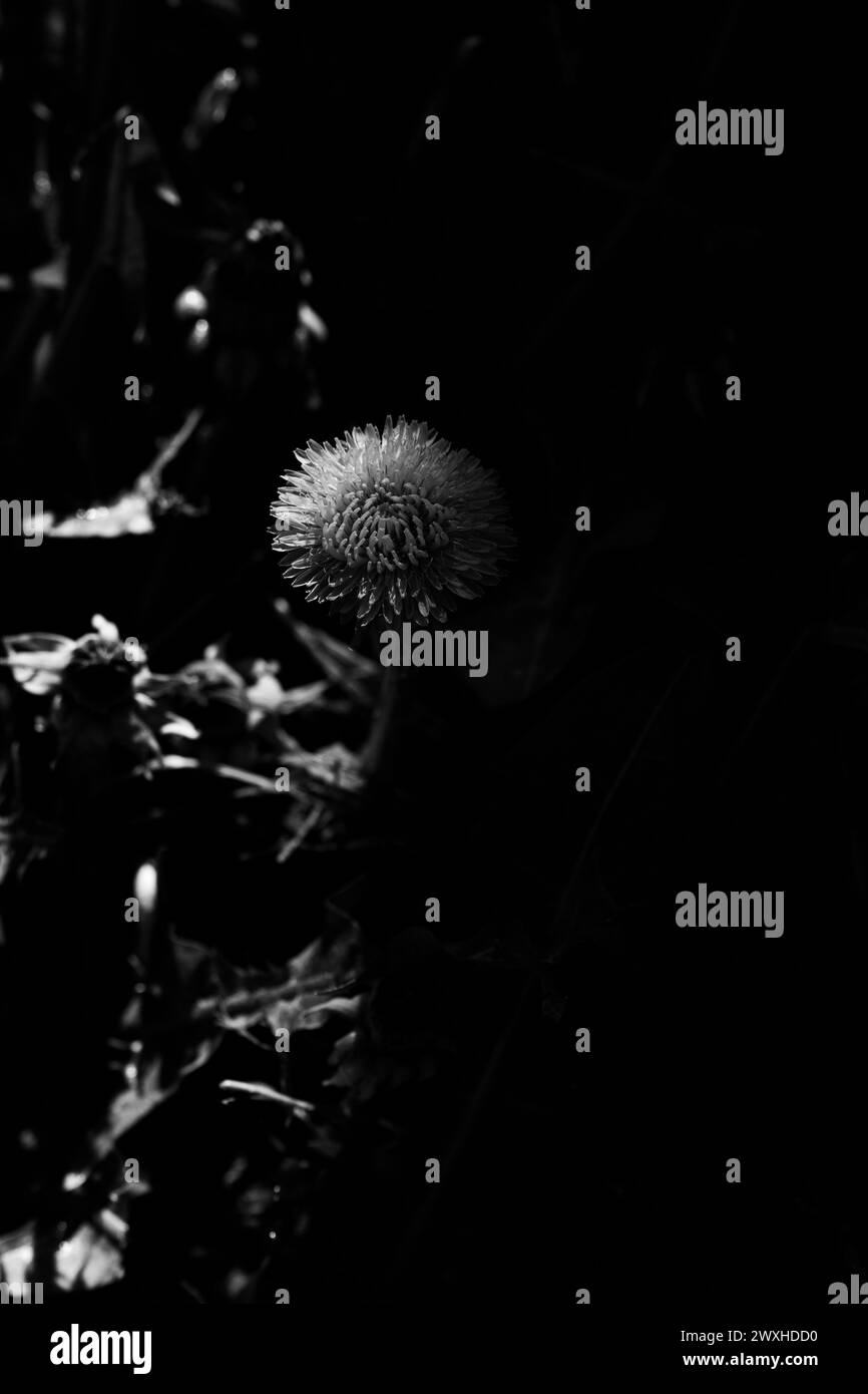 La danse de Dissenlit entre deux mondes, la lumière et l'ombre. Noir et blanc . Monochrome. Gros plan. Banque D'Images