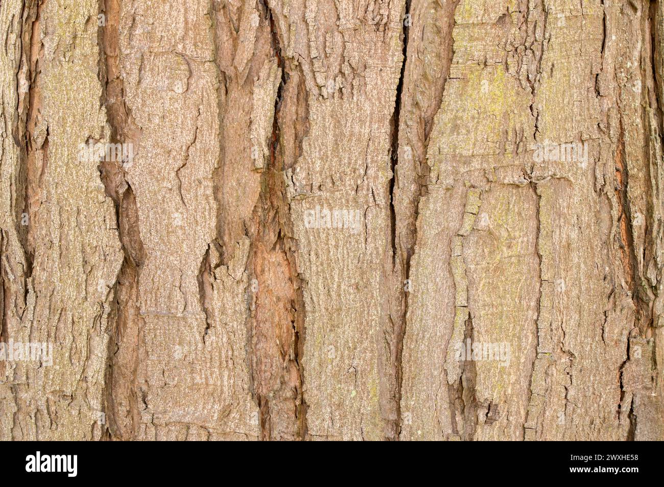 Gros plan sur l'écorce d'Un arbre Acer Saccharinum à Amsterdam, pays-Bas 21-3-2024 Banque D'Images