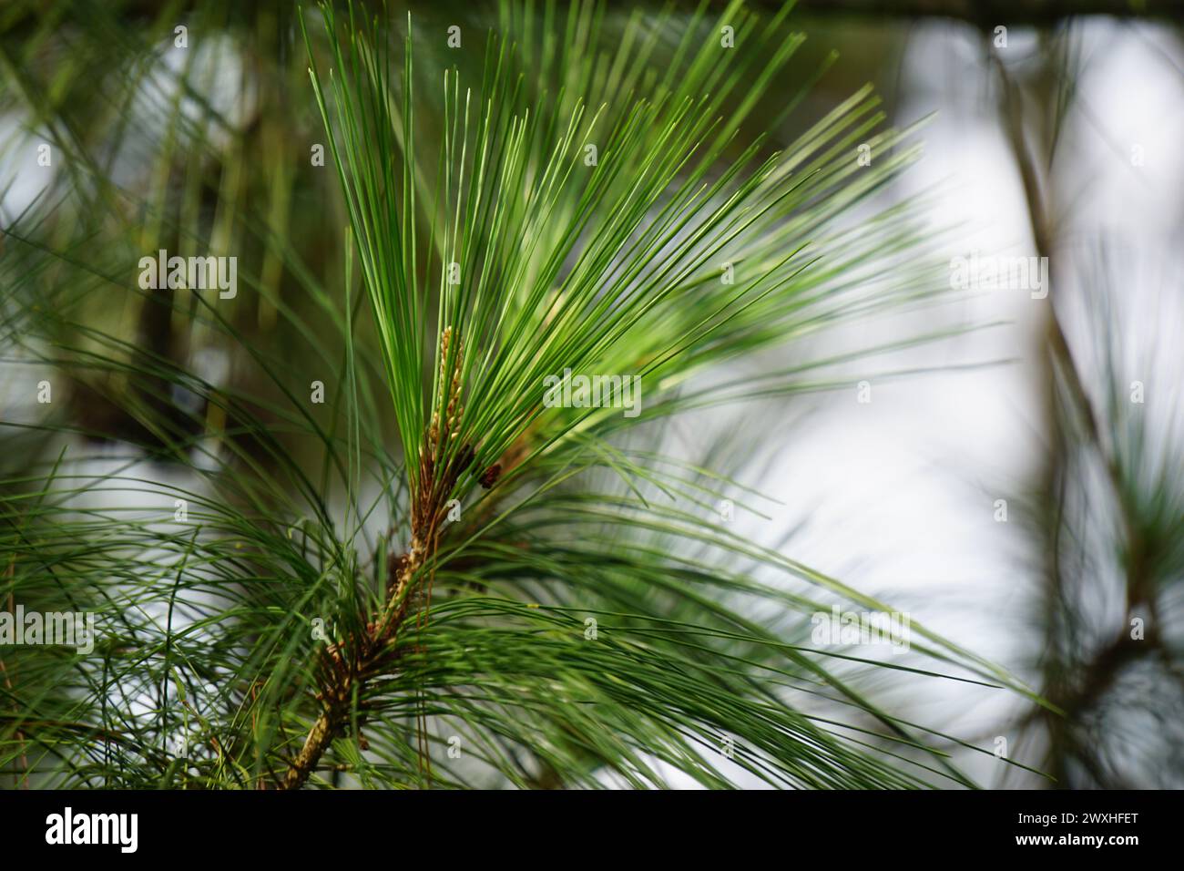 Feuilles de pin avec un fond naturel Banque D'Images