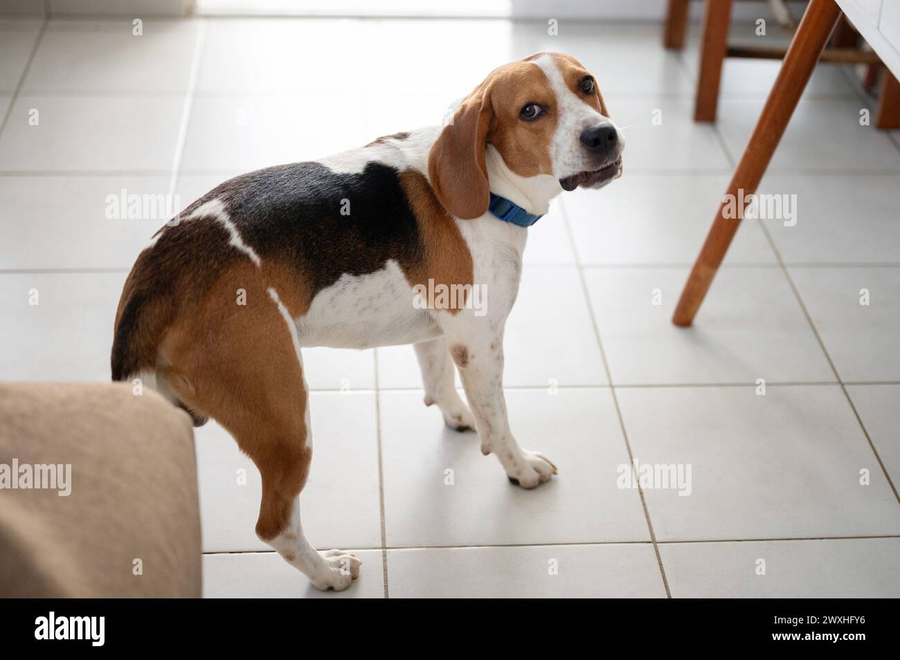 Chien beagle aboyant dans l'appartement en attente du propriétaire Banque D'Images
