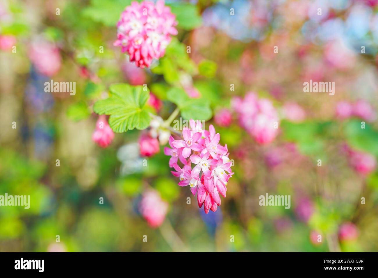 bush avec des grappes de fleurs roses, jardin fleuri printanier Banque D'Images