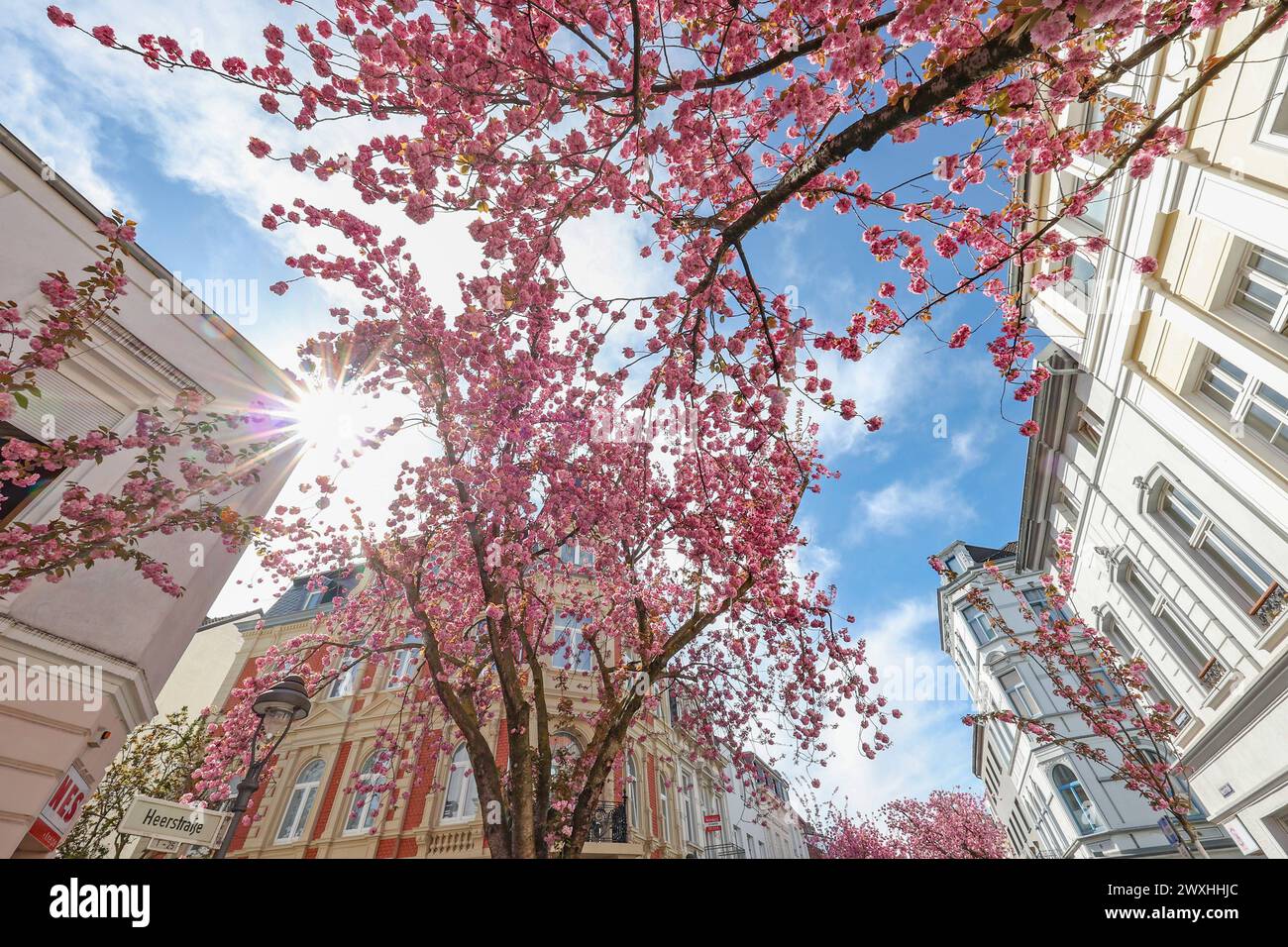 Traumwetter am Ostersonntag BEI angenehmen Temperaturen, Baumbluete Baumblüte, Kirschbluete Kirschblüte in der Altstadt in Bonn, die sonne strahlt vom Himmel durch die Blueten Blüten Fruehling Frühling in NRW am 31.03.2024 in Bonn/Deutschland. *** Temps de rêve le dimanche de Pâques avec des températures agréables, fleur d'arbre fleur d'arbre, fleur de cerisier fleur de cerisier dans la vieille ville de Bonn, le soleil brille du ciel à travers les fleurs printemps printemps en NRW le 31 03 2024 à Bonn Allemagne Banque D'Images