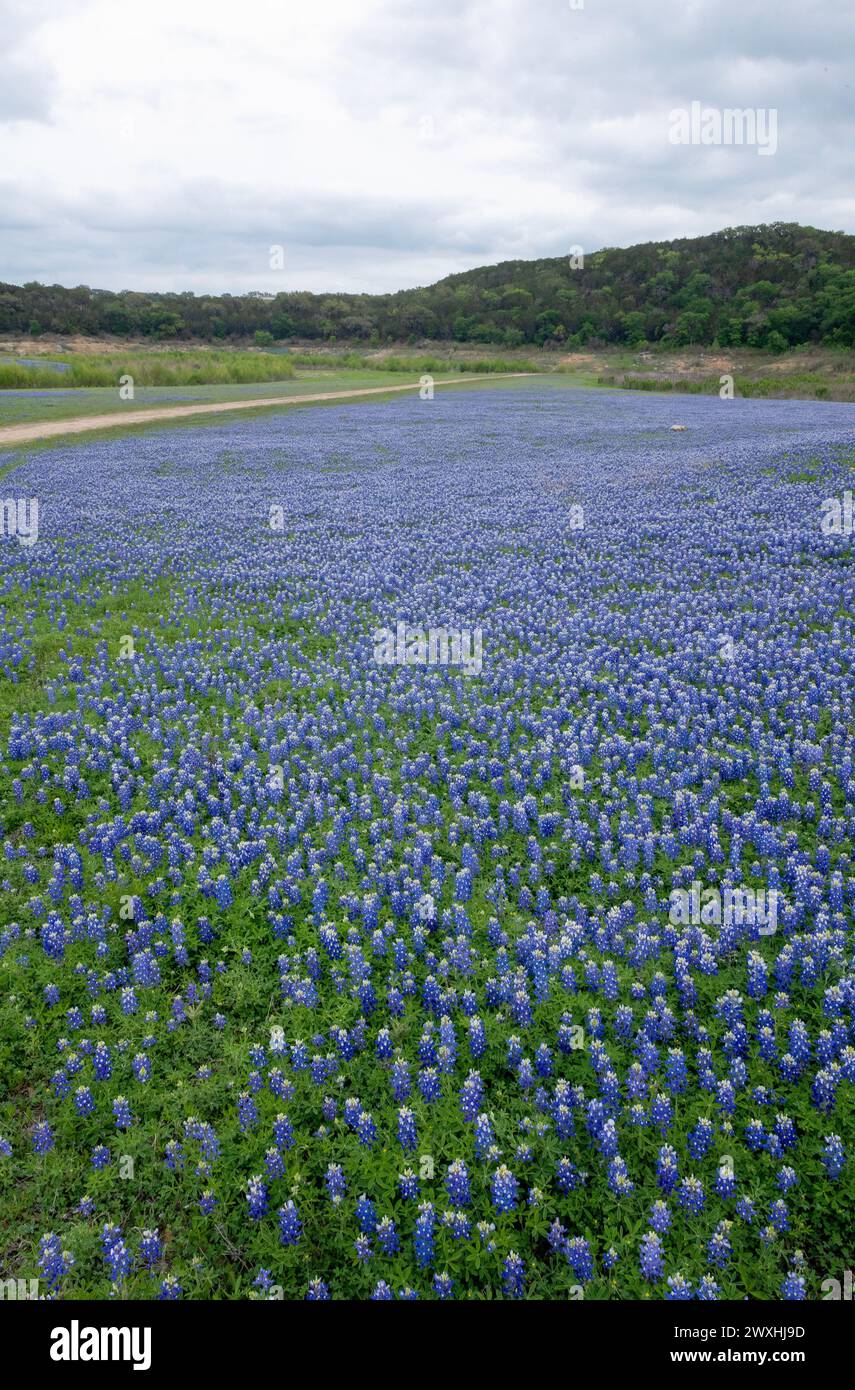 Champ de Bluebonnets à la zone de loisirs Grelle à Spicewood, Texas Banque D'Images