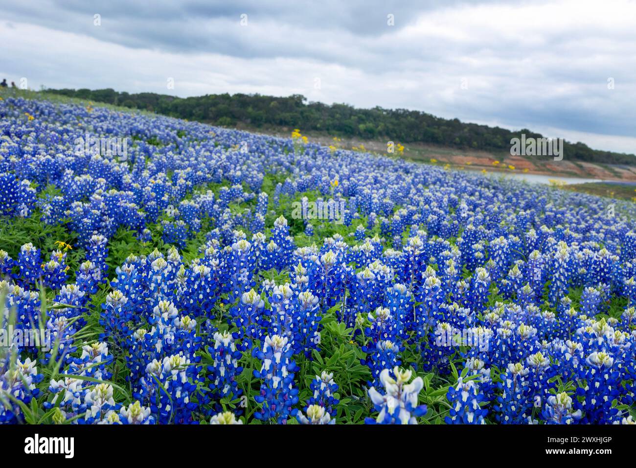 Muleshoe Bend, Spicewood, Texas, champ de bluebonnets Banque D'Images