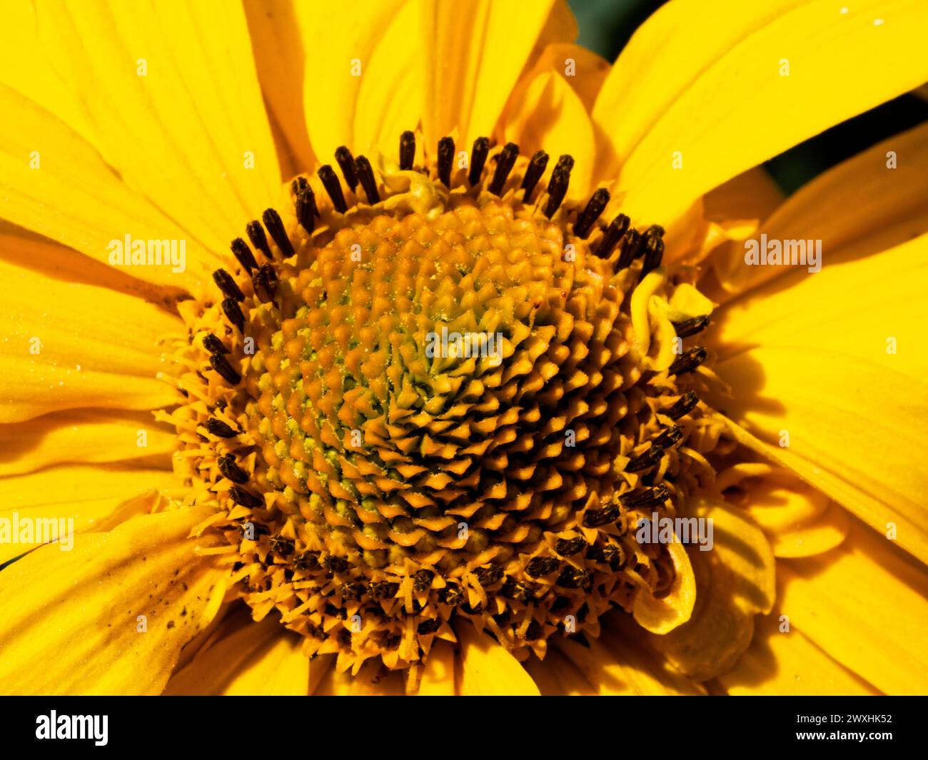 Vue détaillée du noyau d’une fleur avec des graines entourées de structures verdâtres, entourées de pétales jaunes. Banque D'Images