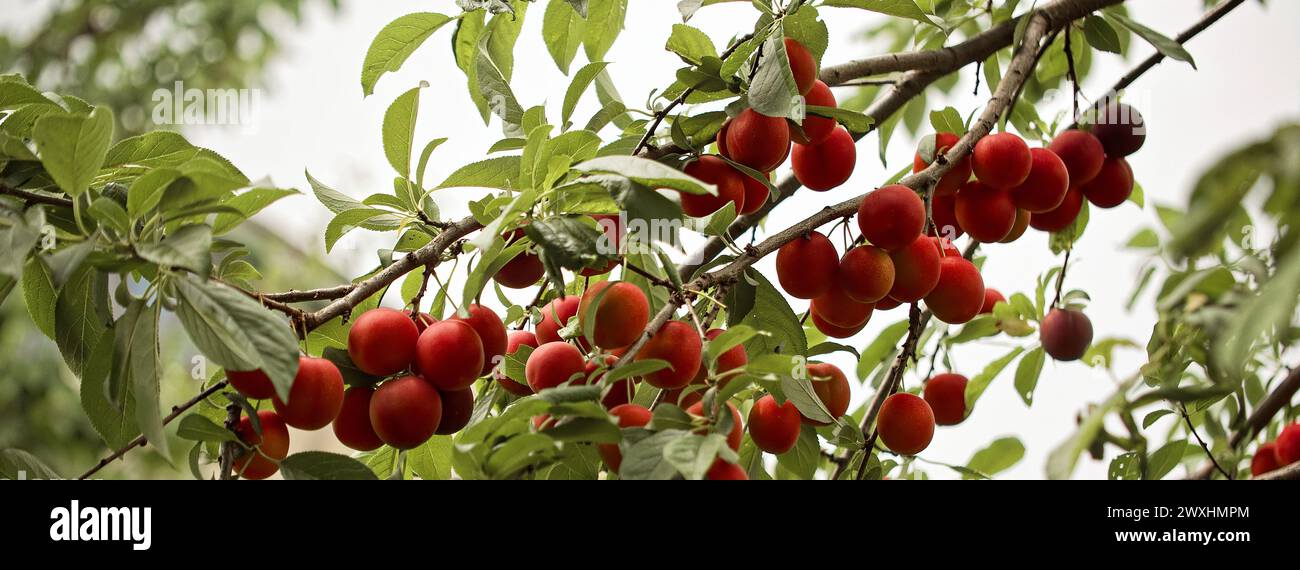 La riche palette de couleurs de la nature : des prunes rouges profondes juxtaposées sur un fond de feuilles vertes vives. Banque D'Images