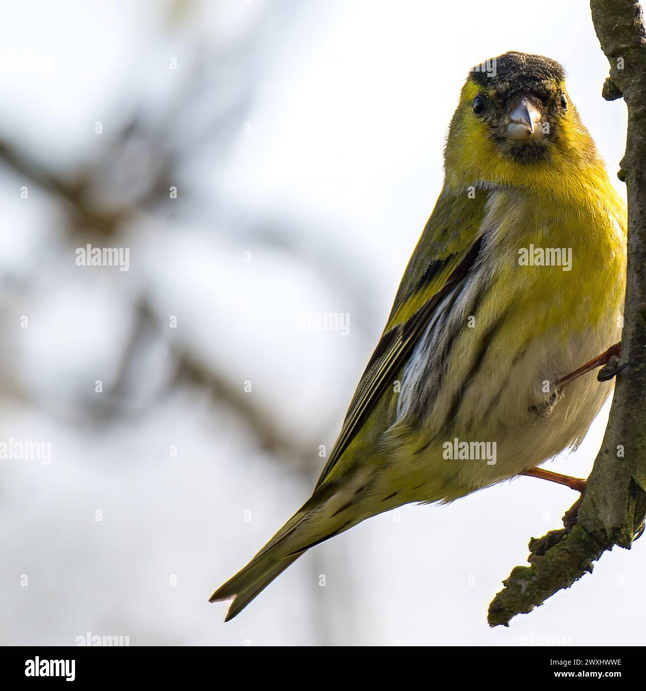 Un Siskin, Spinus, perché sur une branche Banque D'Images