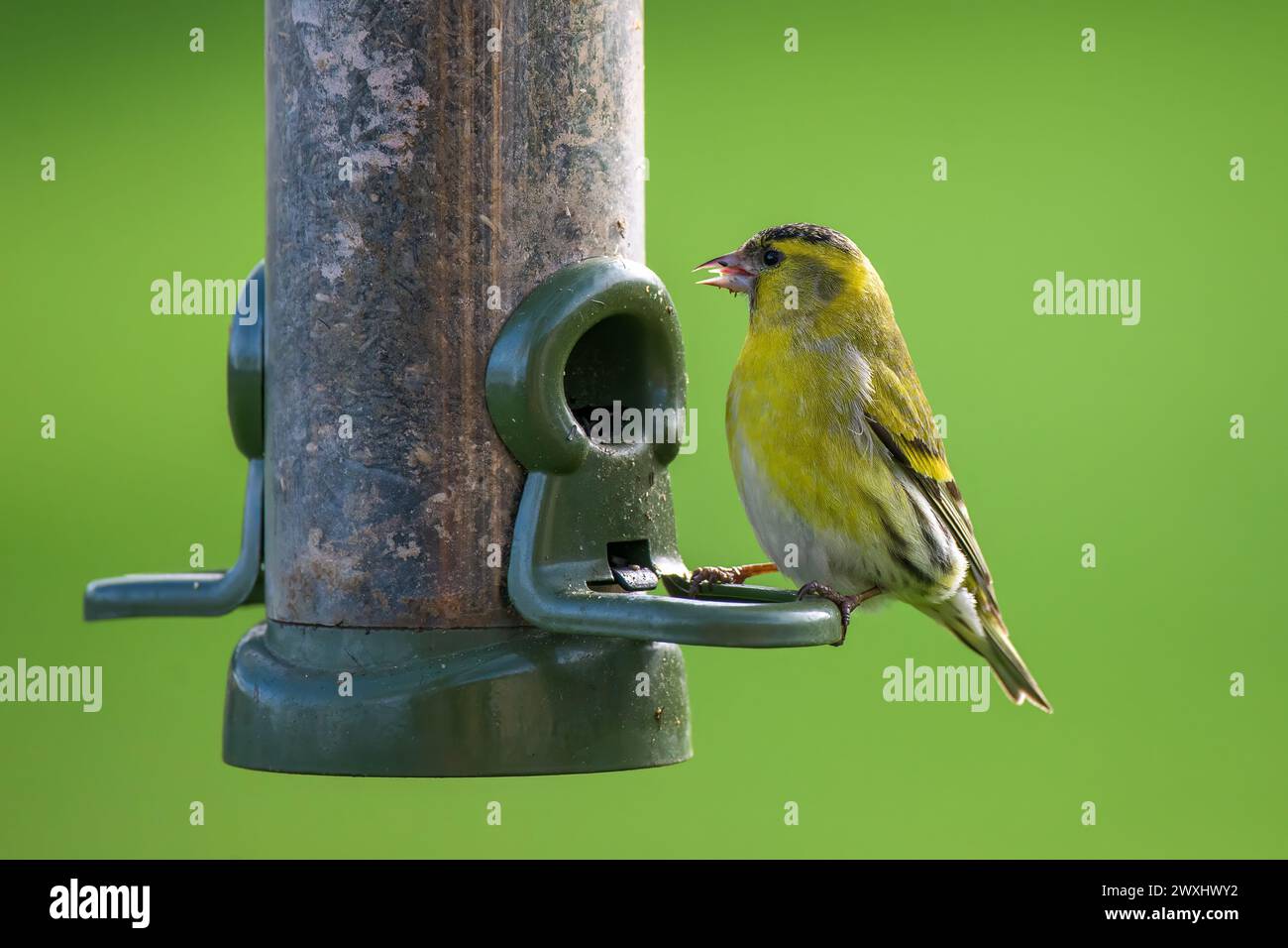 Un Siskin, Spinus perché sur une mangeoire à oiseaux, mangeant des graines de nyger Banque D'Images