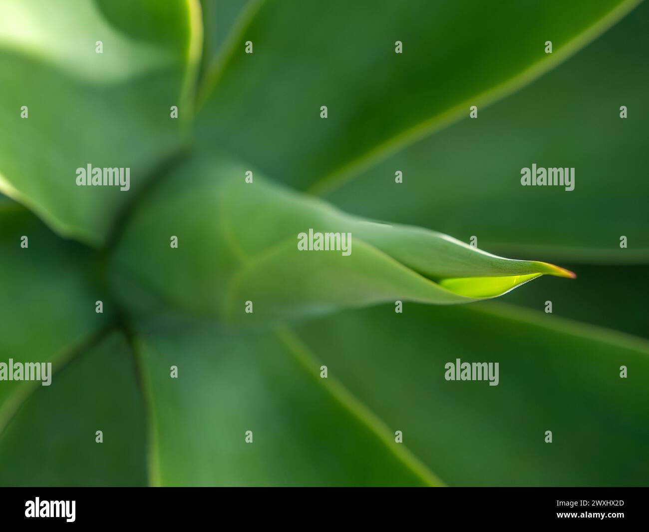 Agave du dragon (Agave attenuata). Cet agave a été délibérément pris hors de portée et donc cette image est très appropriée comme arrière-plan. Banque D'Images
