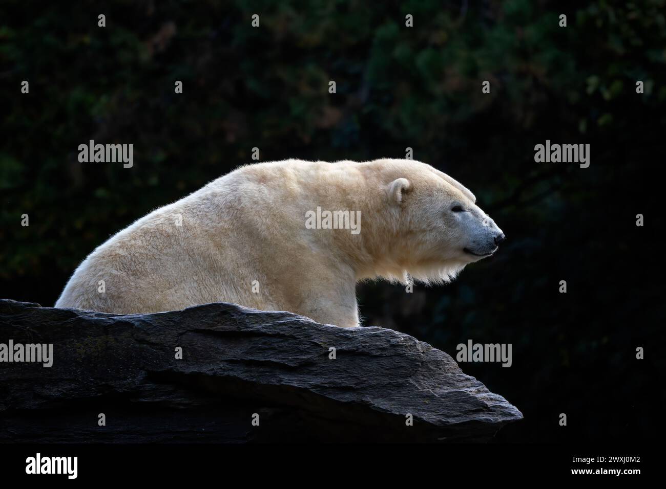 Ours polaire - Ursus maritimus, magnifique mammifère emblématique à fourrure blanche provenant des régions arctiques, Canada. Banque D'Images