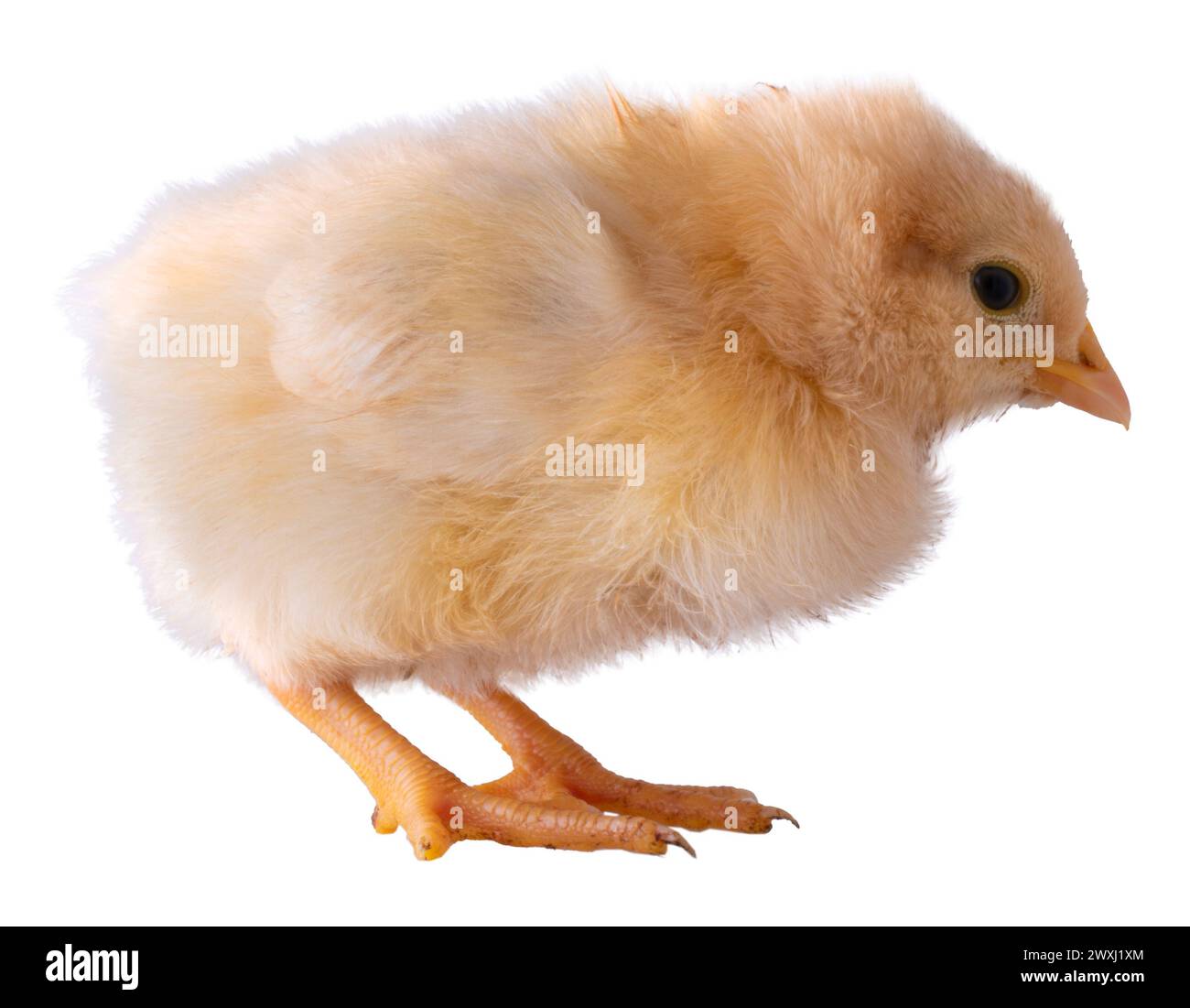 Or brillant et jaune buff Orpington poulet poussin qui est isolé sur une photo de studio. Banque D'Images