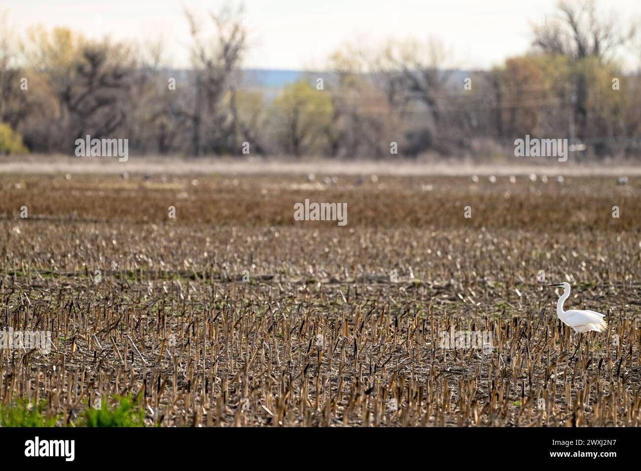 Oiseau sauvage avec de longues pattes dans un champ de maïs coupé Banque D'Images