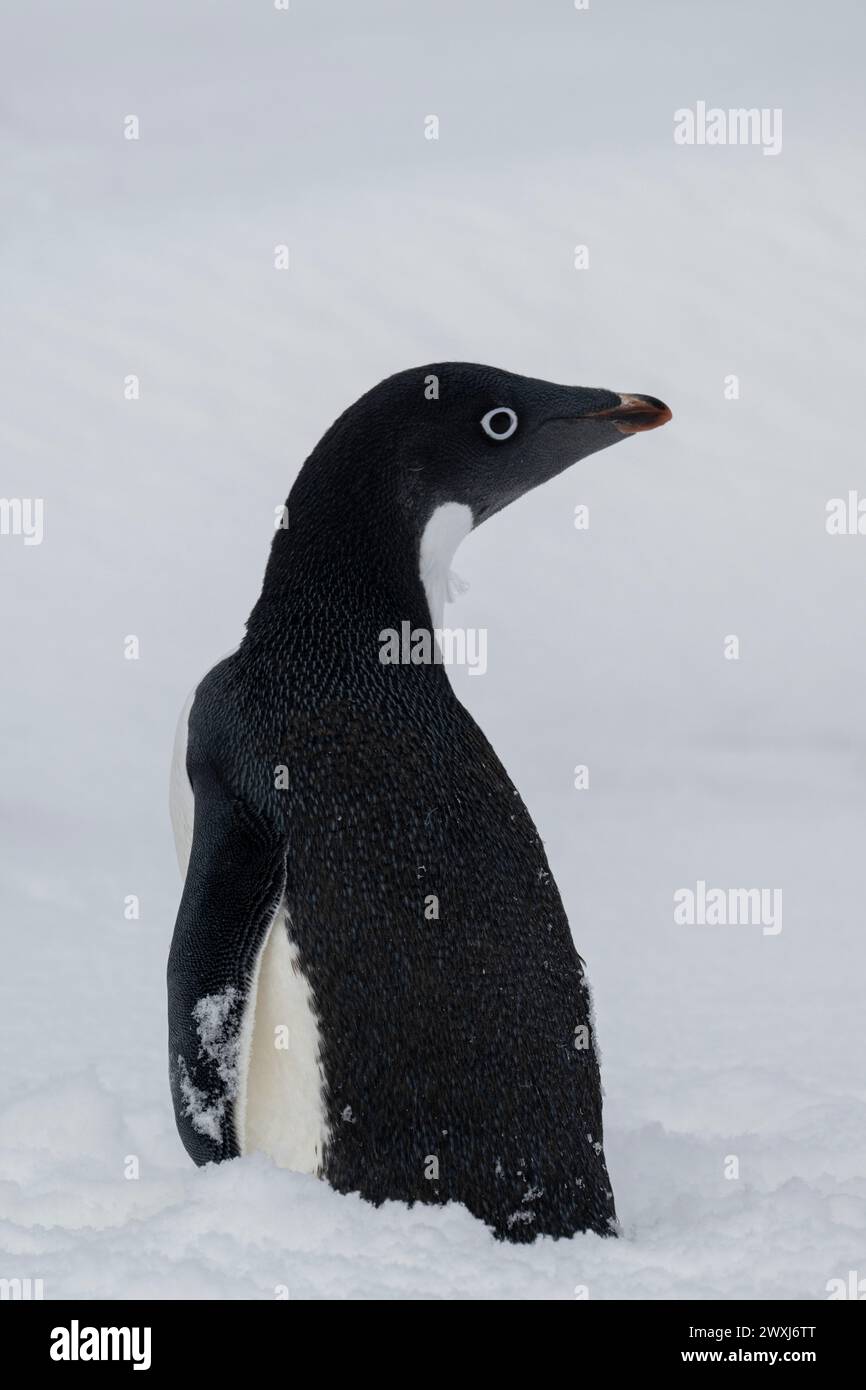 Antarctique, mer de Ross, îles possession, île Foyn. Adelie Penguin. Banque D'Images
