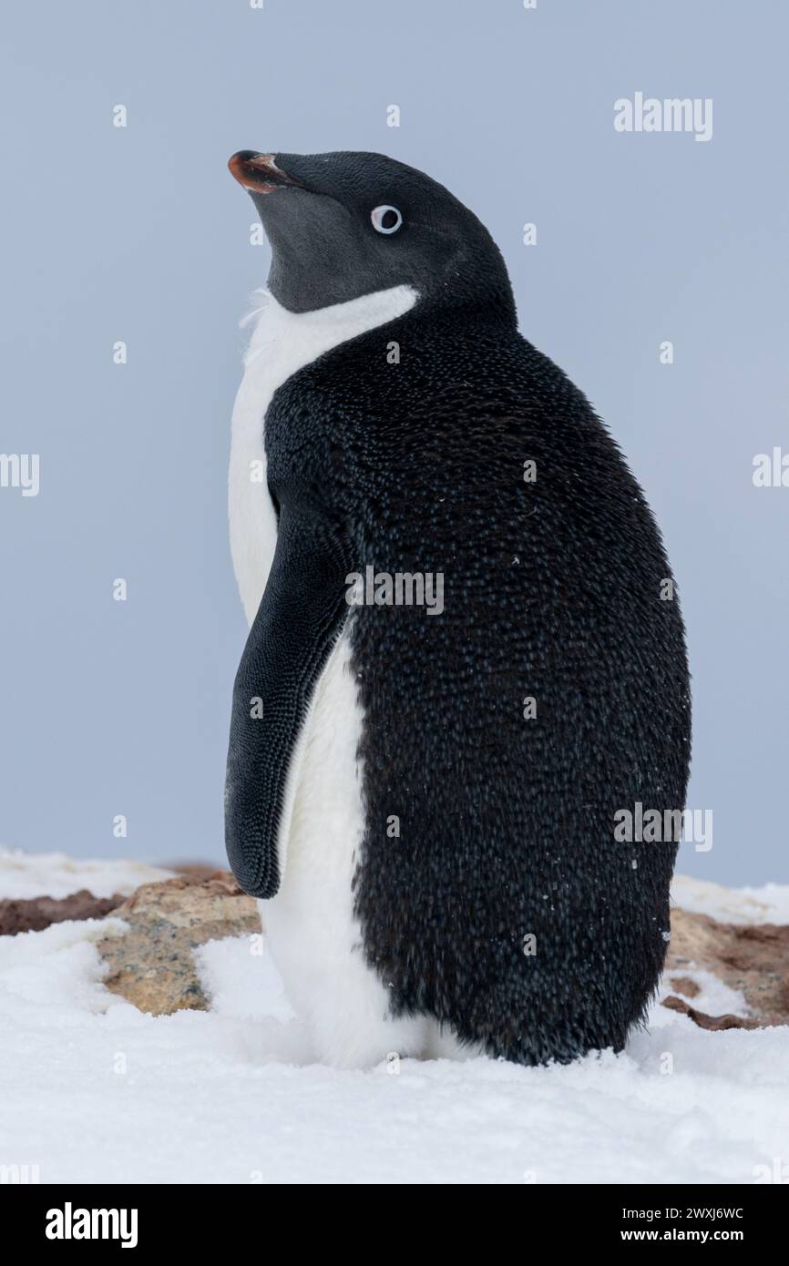Antarctique, mer de Ross, îles possession, île Foyn. Adelie Penguin. Banque D'Images