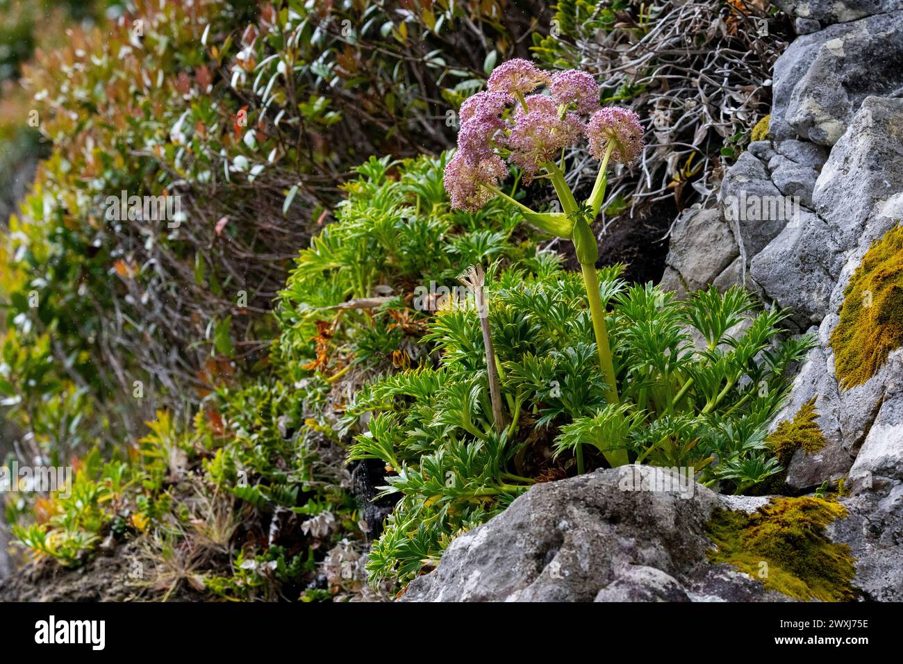 Nouvelle-Zélande, îles subantarctiques, île d'Auckland, Musgrave Inlet. Anisotome latifolia, alias carotte Campbell Island, méga herbe endémique. Banque D'Images