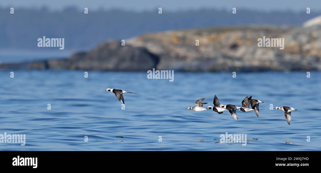 Troupeau de canards à longue queue en vol Banque D'Images